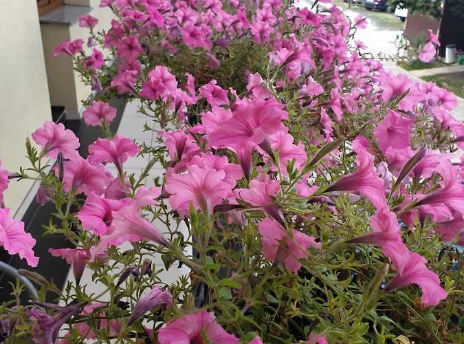 منزل للإقامة Airportpark